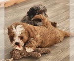 Small #5 Cavapoo
