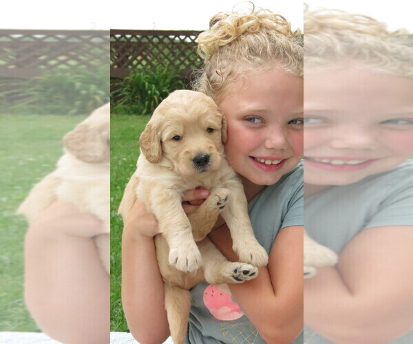 Medium Photo #6 Goldendoodle Puppy For Sale in PERRYSVILLE, OH, USA