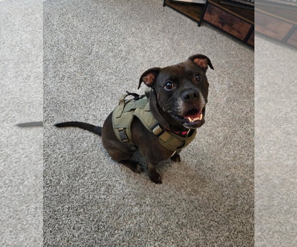 Medium Photo #6 Bullboxer Pit Puppy For Sale in Calhoun, GA, USA