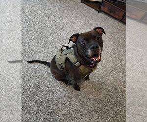 Kage - Male Bullboxer Pit Dog for Adoption - Photo #6