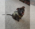 Small #5 Bullboxer Pit