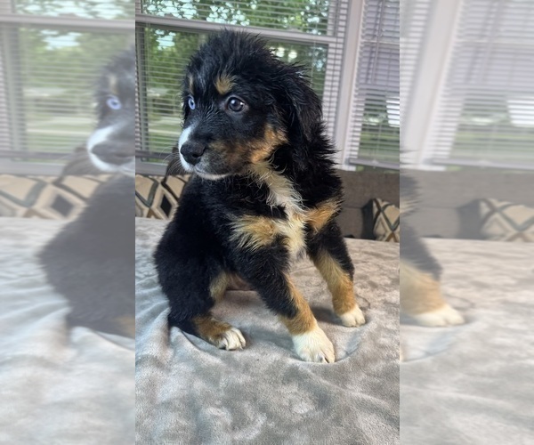 Medium Photo #13 Australian Shepherd Puppy For Sale in SALISBURY, NC, USA