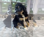 Small #12 Australian Shepherd