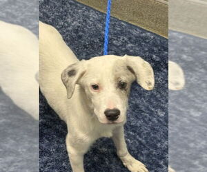 Border Collie-Unknown Mix Dogs for adoption in Las Vegas, NV, USA