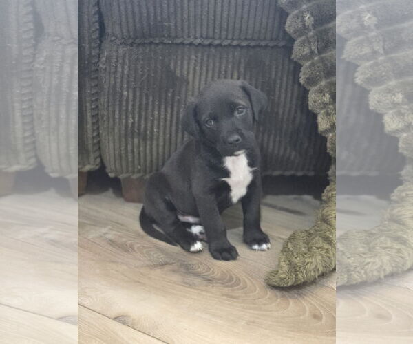 Medium Photo #1 Labrador Retriever-Unknown Mix Puppy For Sale in The Woodlands, TX, USA