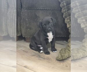 Labrador Retriever-Unknown Mix Dogs for adoption in The Woodlands, TX, USA