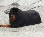 Small Photo #1 Tibetan Mastiff Puppy For Sale in EASTVALE, CA, USA