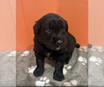 Small #2 Australian Shepherd Mix