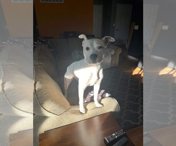 Medium Photo #5 American Pit Bull Terrier-Unknown Mix Puppy For Sale in Germantown, OH, USA