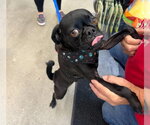 Small Photo #9 Pug-Unknown Mix Puppy For Sale in Grafton, WI, USA