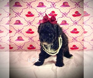 Poodle (Toy) Puppy for sale in WINNSBORO, LA, USA