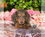 Small Photo #1 Dachshund Puppy For Sale in MIAMI, FL, USA