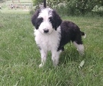 Puppy Eve Yellow Border Collie-Sheepadoodle Mix