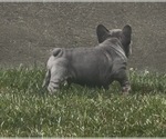 Small #9 French Bulldog