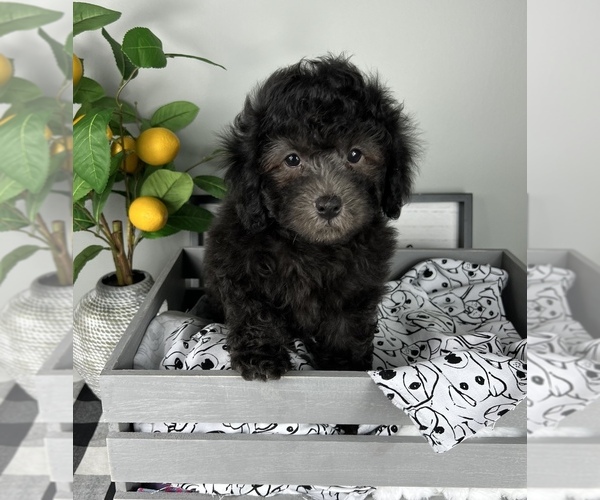Medium Photo #4 Bernedoodle (Miniature) Puppy For Sale in FRANKLIN, IN, USA