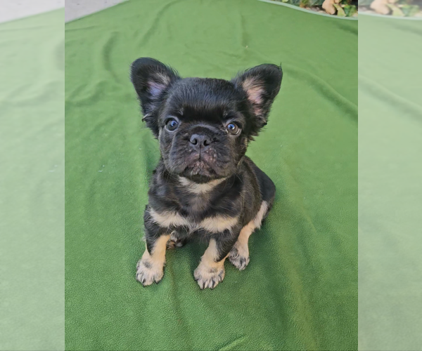 Medium Photo #7 French Bulldog Puppy For Sale in LOS ANGELES, CA, USA