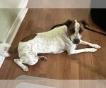 Small #5 Jack Russell Terrier-Whippet Mix