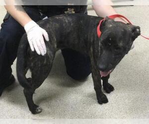 Medium American Pit Bull Terrier Mix