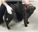 Small American Pit Bull Terrier Mix