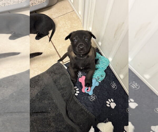 Medium Photo #1 Mutt Puppy For Sale in Imlay City, MI, USA