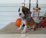 Small Photo #2 Boxer Puppy For Sale in HONEY BROOK, PA, USA