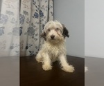 Small #24 Havanese