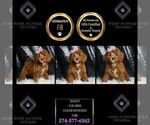 Puppy Bailey F1B Goldendoodle (Miniature)