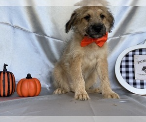 Pookimo Puppy for sale in LANCASTER, PA, USA