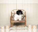 Small Photo #2 YorkiePoo Puppy For Sale in WARSAW, IN, USA