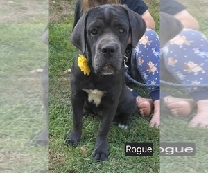 Cane Corso Puppy for sale in MINERAL WELLS, WV, USA