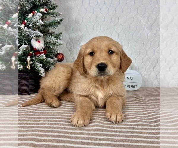 Medium Photo #4 Golden Retriever Puppy For Sale in GREENFIELD, IN, USA