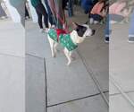 Small #15 Mutt