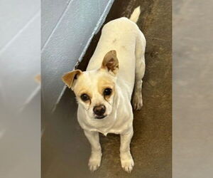 Chihuahua-Unknown Mix Dogs for adoption in Grafton, WI, USA
