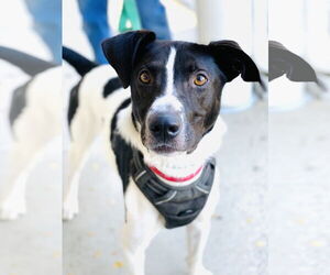 Chester 2 *Adopt or Foster* - Male Mutt Dog for Adoption - Photo #4