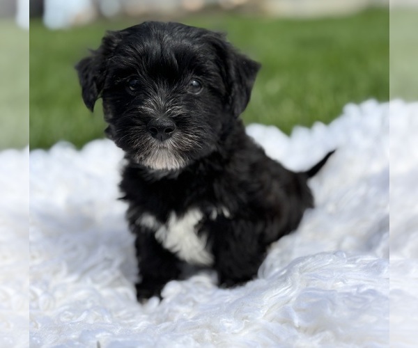 Medium Photo #4 Morkie Puppy For Sale in ROCK STREAM, NY, USA