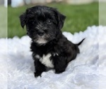Small Photo #4 Morkie Puppy For Sale in ROCK STREAM, NY, USA
