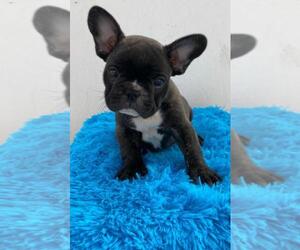 French Bulldog Puppy for sale in ORLANDO, FL, USA