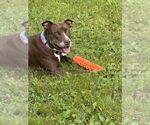 Small #3 American Staffordshire Terrier-Labrador Retriever Mix