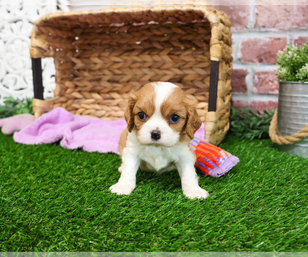 Medium Photo #4 Cavalier King Charles Spaniel Puppy For Sale in SYRACUSE, IN, USA