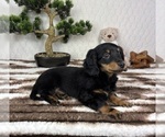 Small #5 Dachshund
