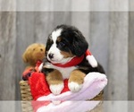 Small Photo #7 Bernese Mountain Dog Puppy For Sale in FREDERICKSBG, OH, USA