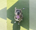 Small #1 American Pit Bull Terrier Mix