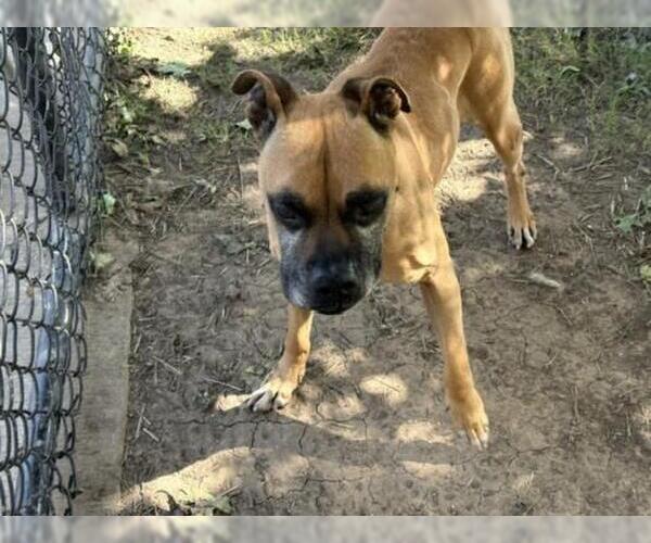 Medium Photo #2 Boxer Puppy For Sale in Tulsa, OK, USA