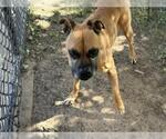 Small #1 Boxer