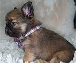 Small Photo #4 French Bulldog Puppy For Sale in WHEATFIELD, IN, USA