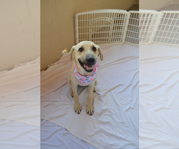 Medium Photo #2 Anatolian Shepherd-Unknown Mix Puppy For Sale in McKinney, TX, USA