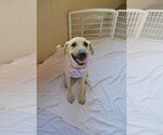 Small #1 Anatolian Shepherd Mix