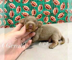 Dachshund Puppy for sale in WINNSBORO, LA, USA