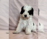 Love - Female Bernedoodle (Miniature) Puppy for Sale - Photo #9