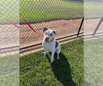 Small #5 American Pit Bull Terrier Mix